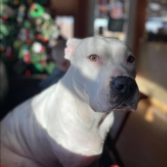 Wife & Husband Team - Posh Ambassador II - Picture 8 of 9